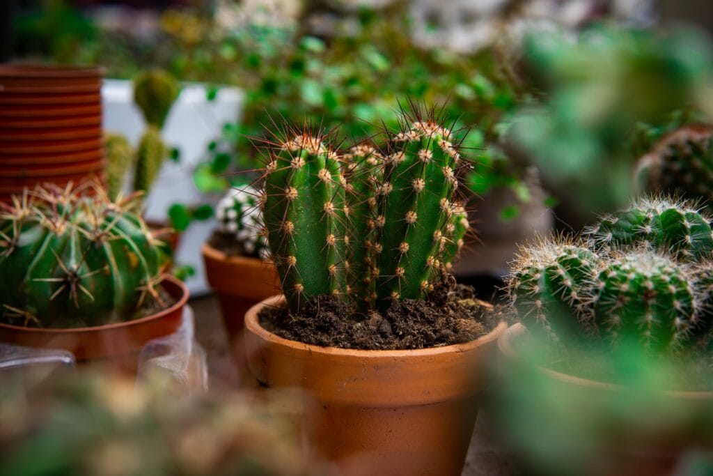 cactus in a pot