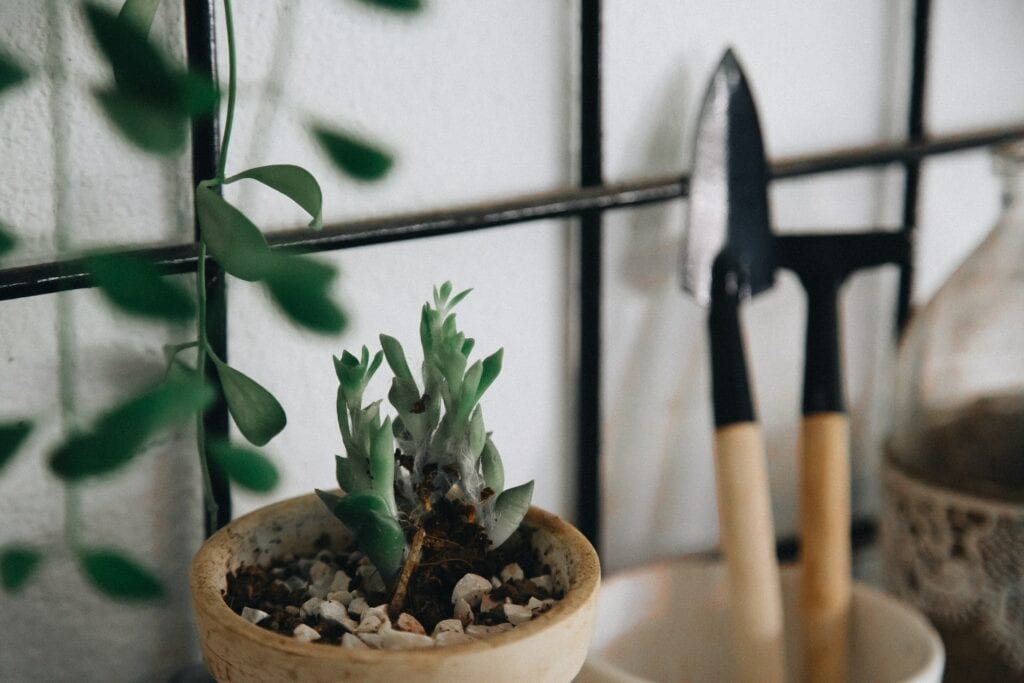 cactus in a pot