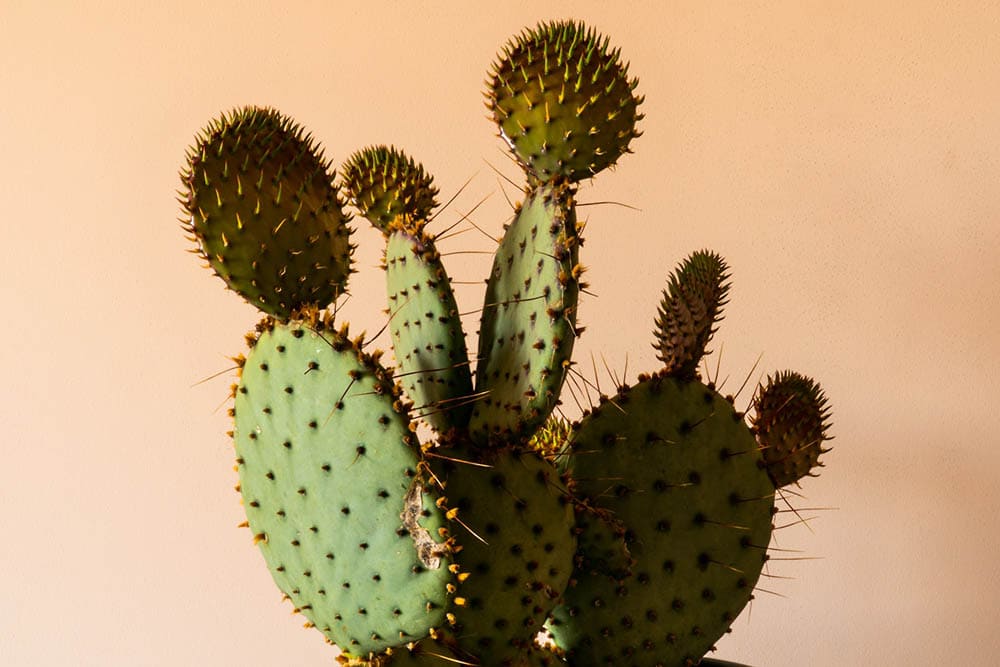 cactus plant in orange background