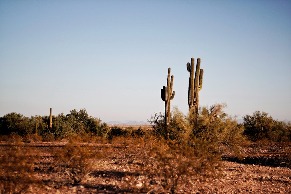 cactus plants at daytime_Yigithan Bal_Pexels