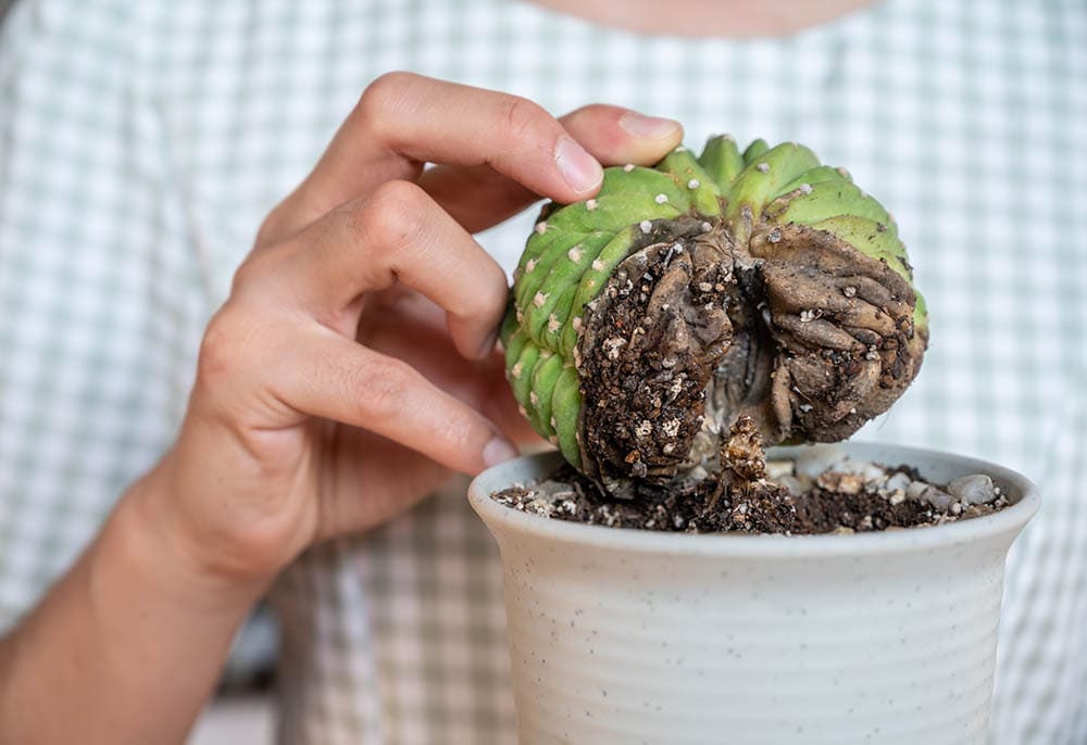 cactus with root rotting