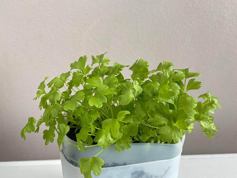 Celery on self watering pot
