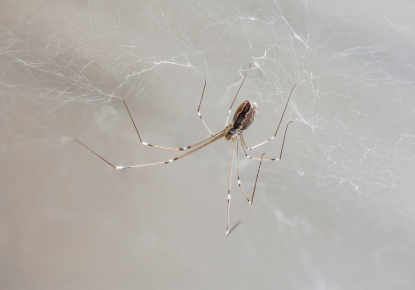cellar spider in its web