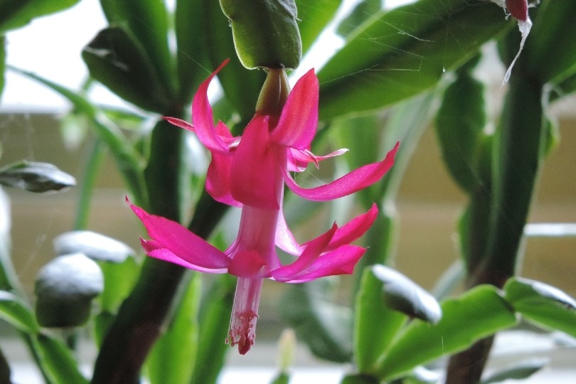 christmas cactus flower