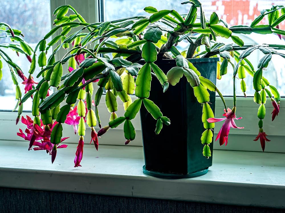 Christmas cactus plant limping