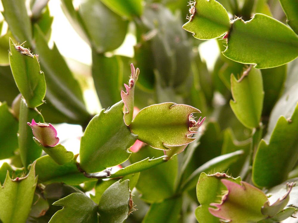 close up christmas cactus leaves