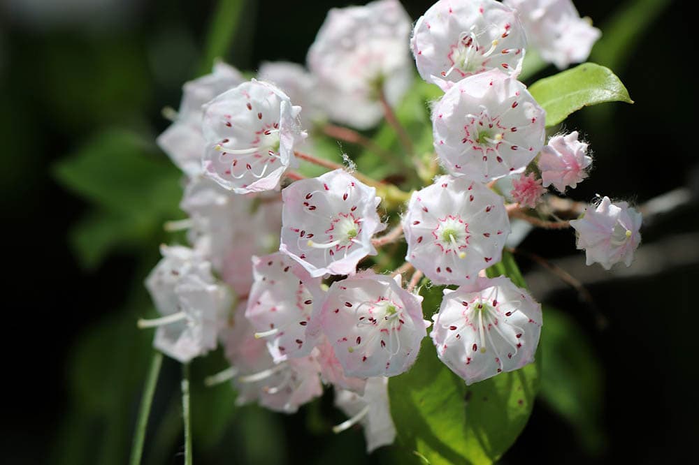 close up mountain laurel flowers