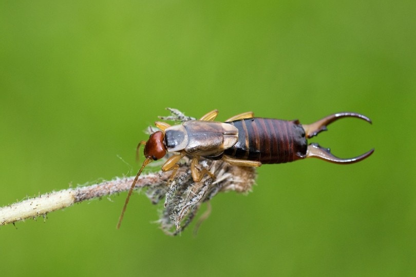 close up of an earwig