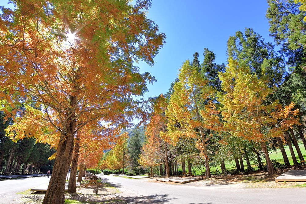 Colorful Bald Cypress trees during winter
