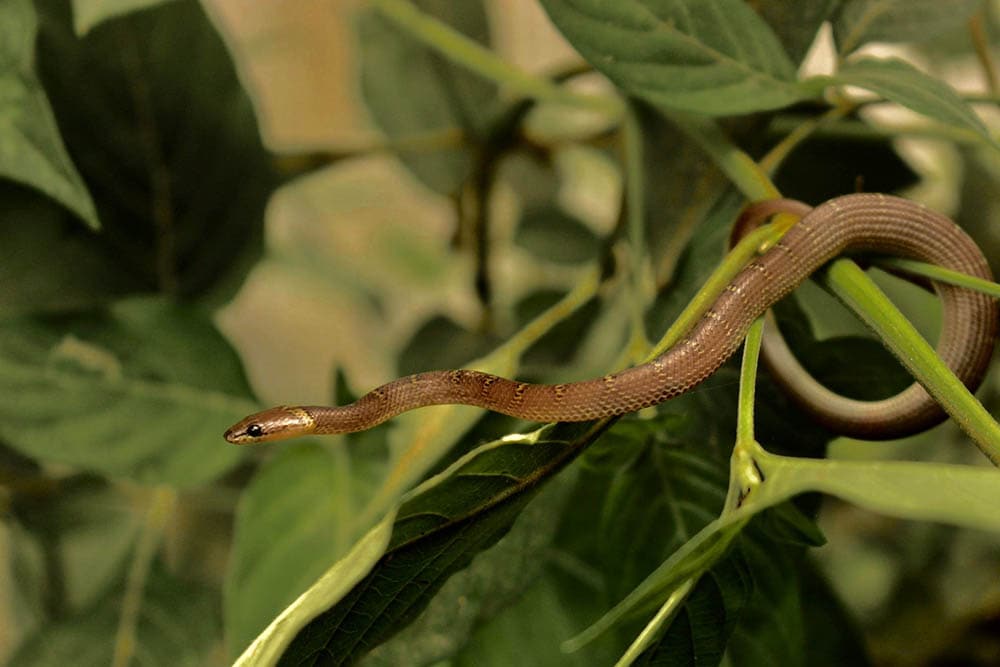 common wolf snake in the garden