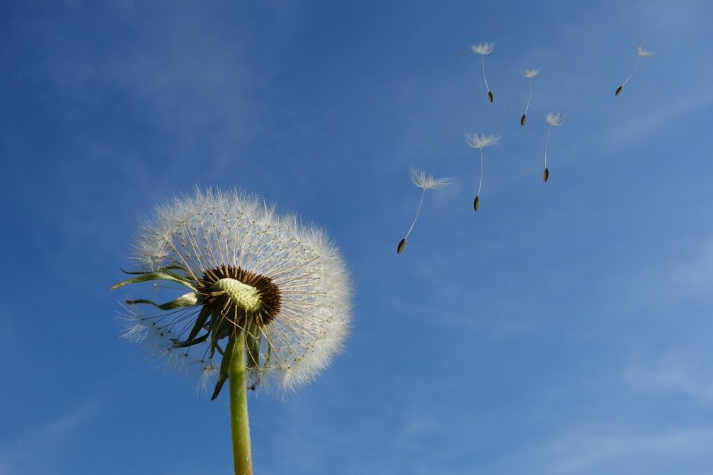 dandelion wind