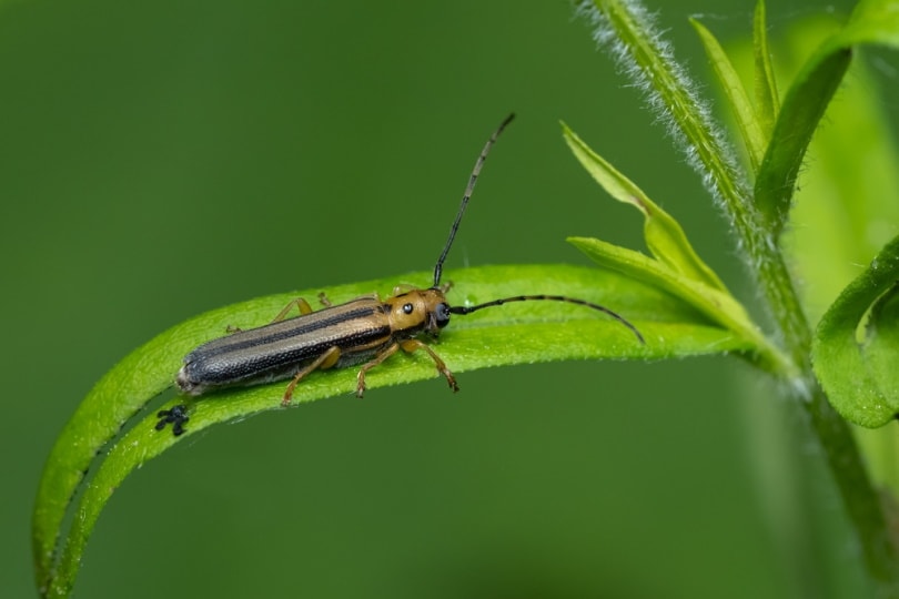dogwood twig borer