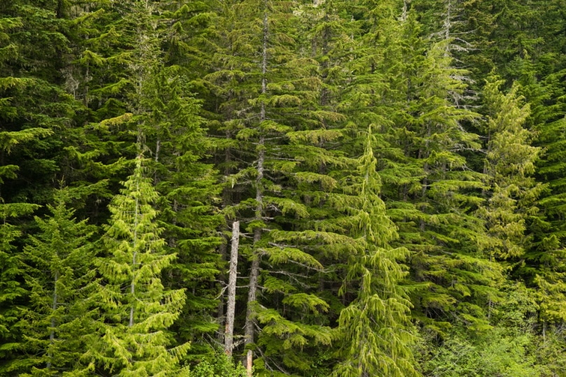 douglas fir trees