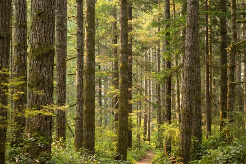 douglas fir trees