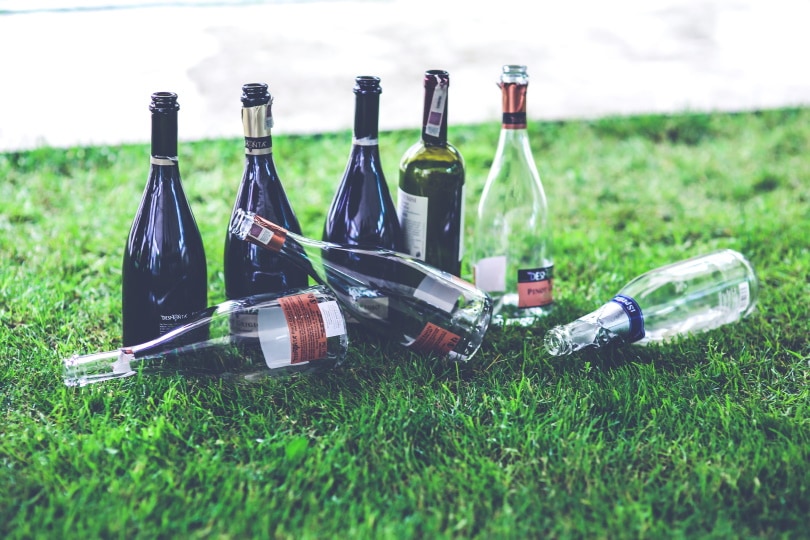 empty wine bottle in the grass