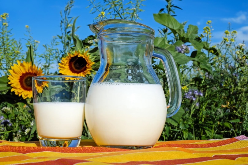 fresh milk in glass and pitcher