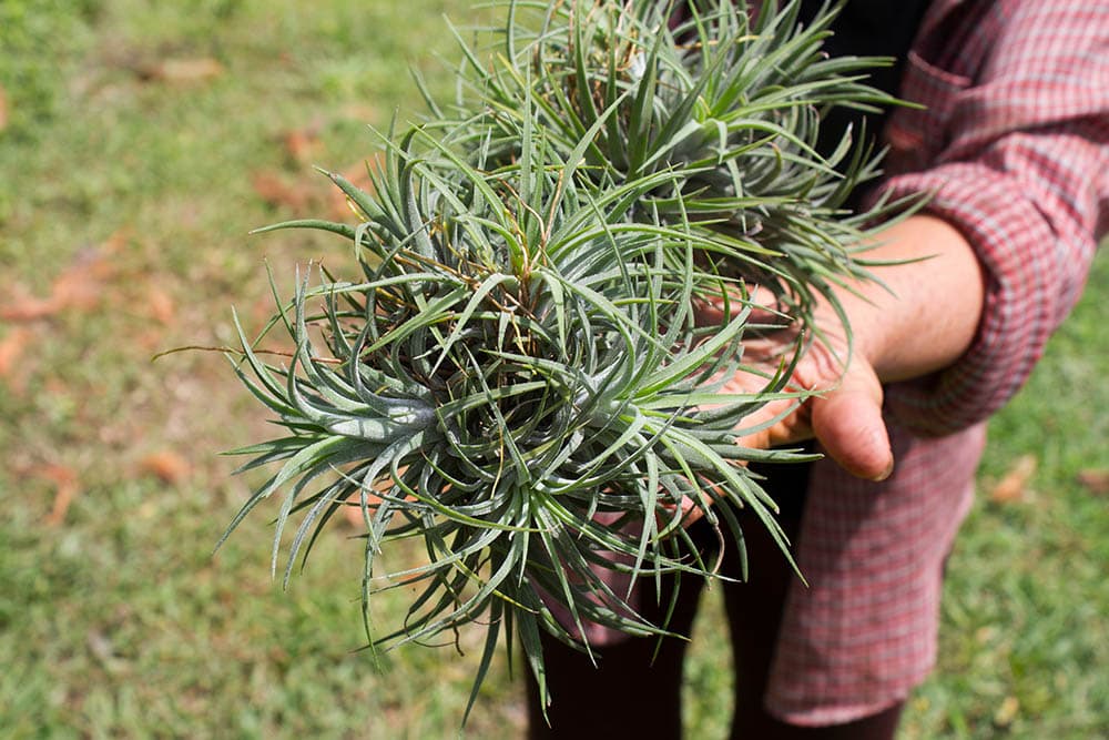 hand holding Aeranthos plants