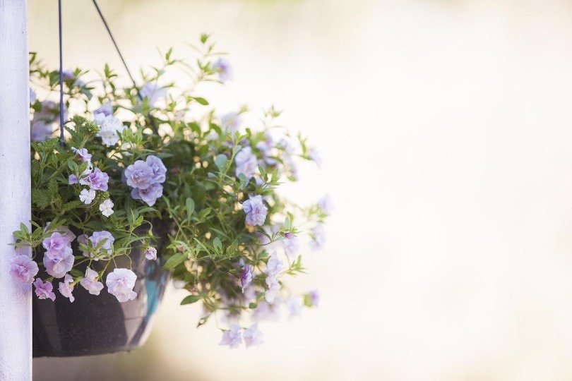hanging plant