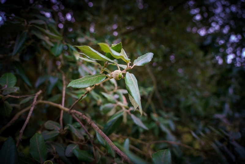 interior live oak tree