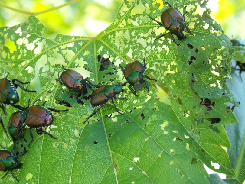 japanese beetles in plant leaf