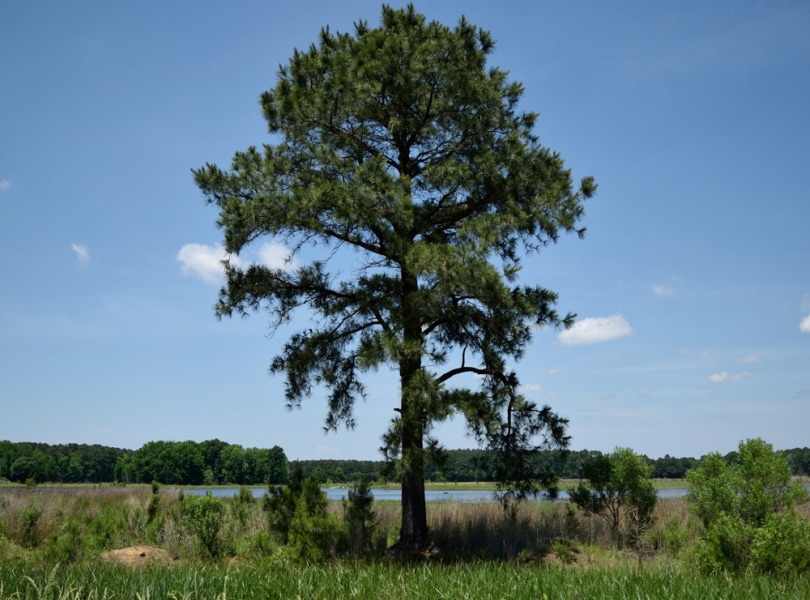 loblolly pine tree in wet lands