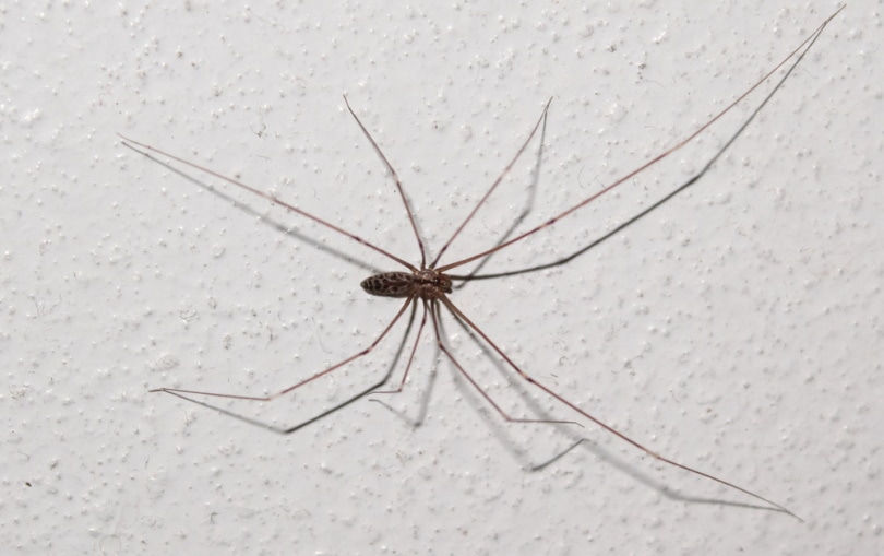 longbodied cellar spider