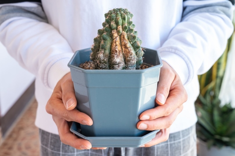 man holding cactus plant in the pot