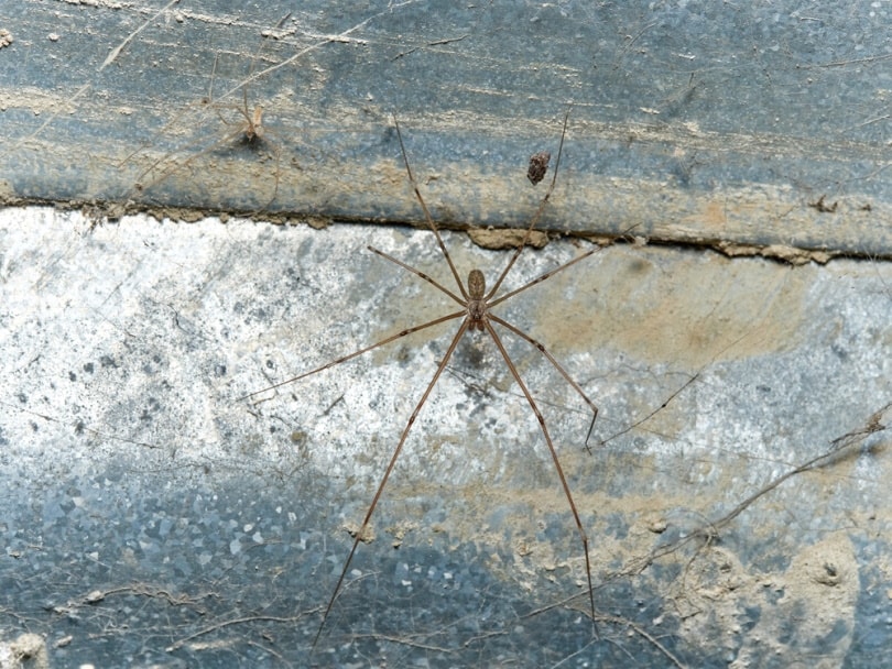 marbled cellar spider