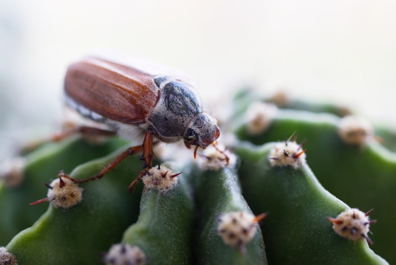 may beetle sitting in cactus