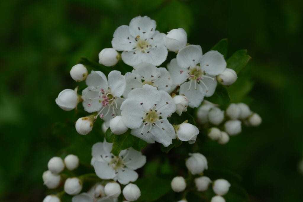 mayflower