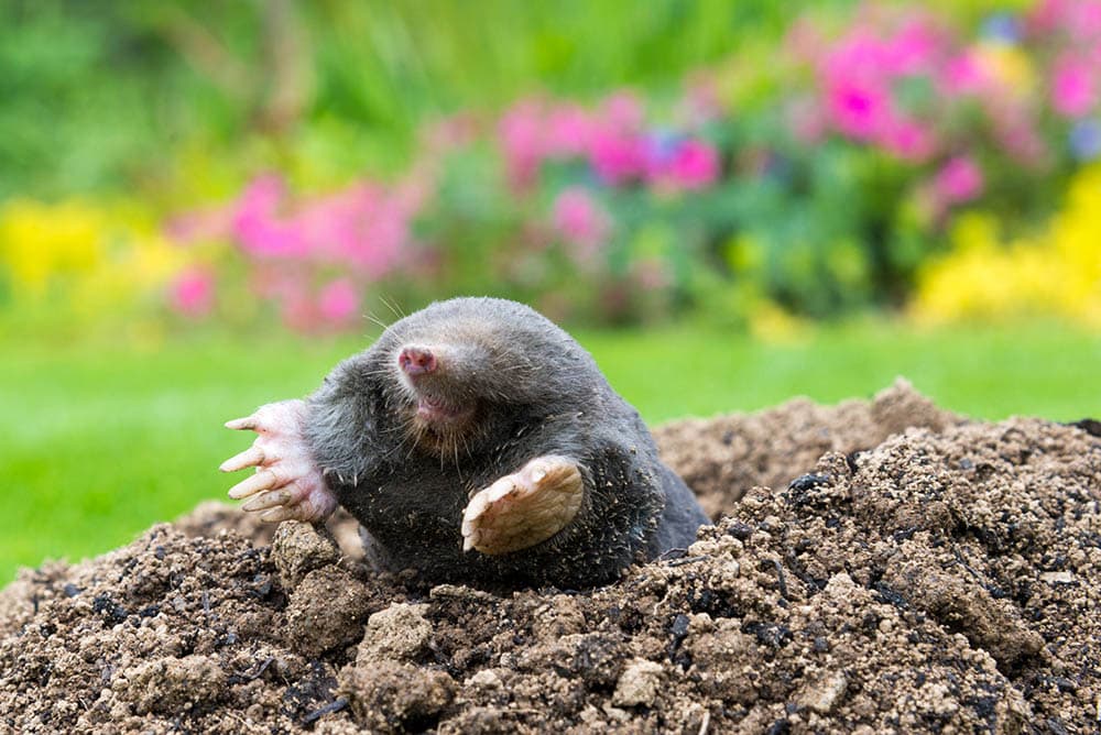 mole in the yard