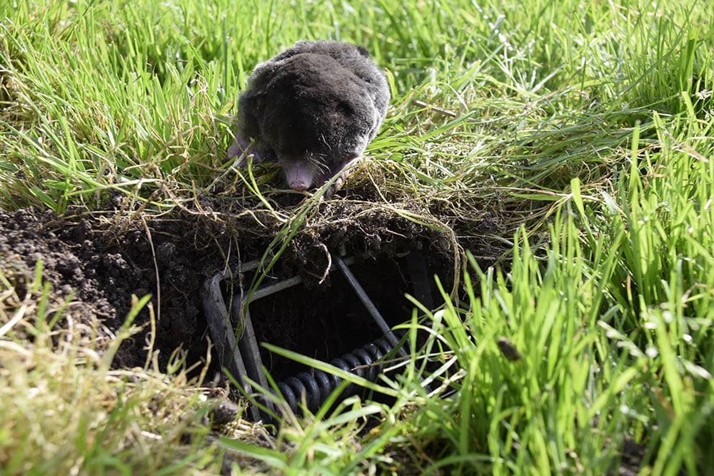 mole looking at the trap