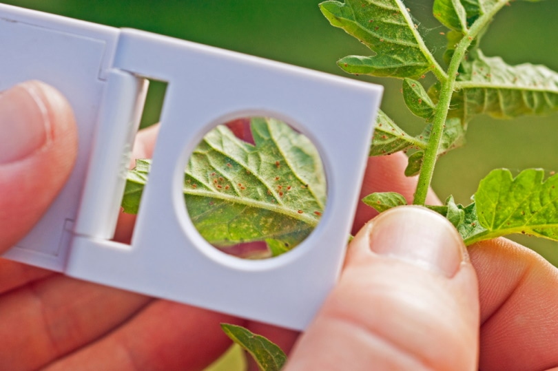 monitoring spider mites with hand lens
