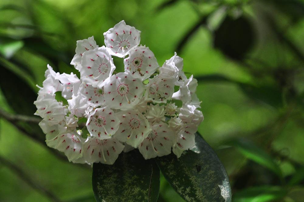 mountain laurel blooming
