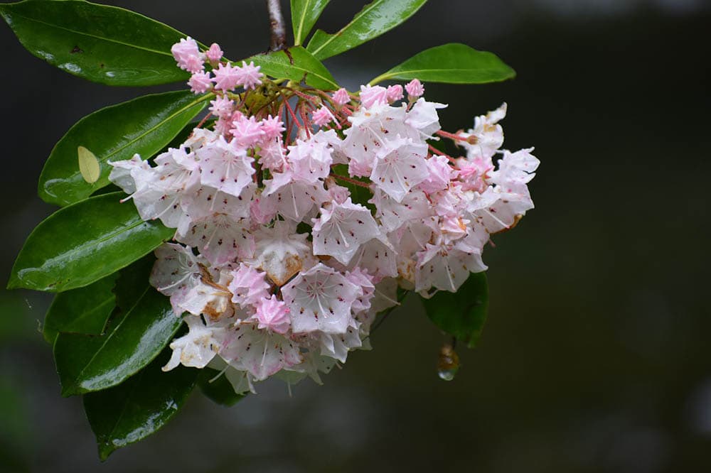 mountain laurel flowers blooming