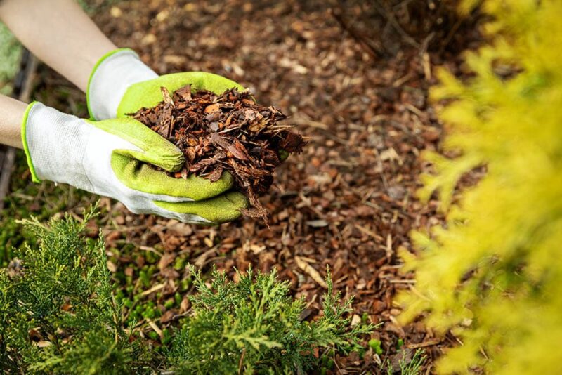 mulching-garden