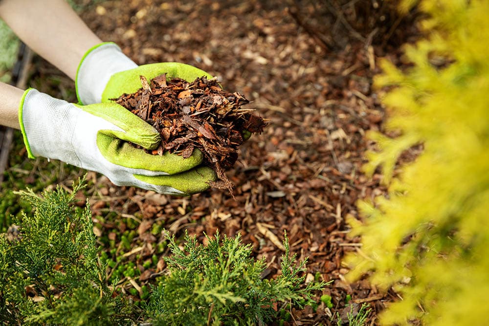 mulching-garden