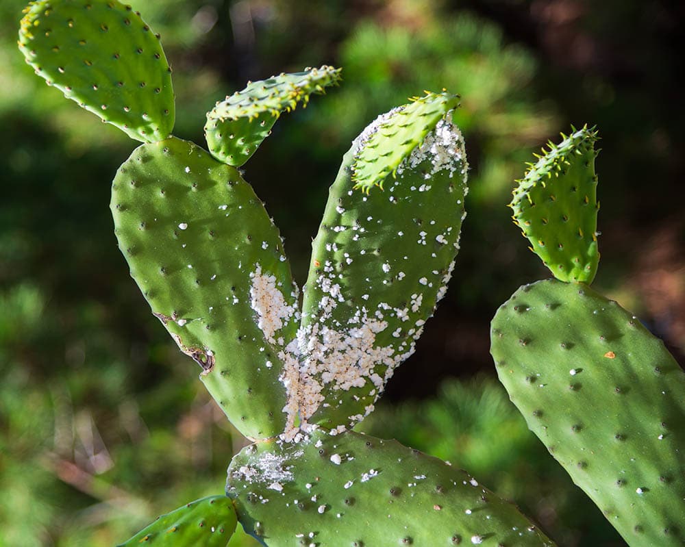 Opuntia cactus damaged by mealybug
