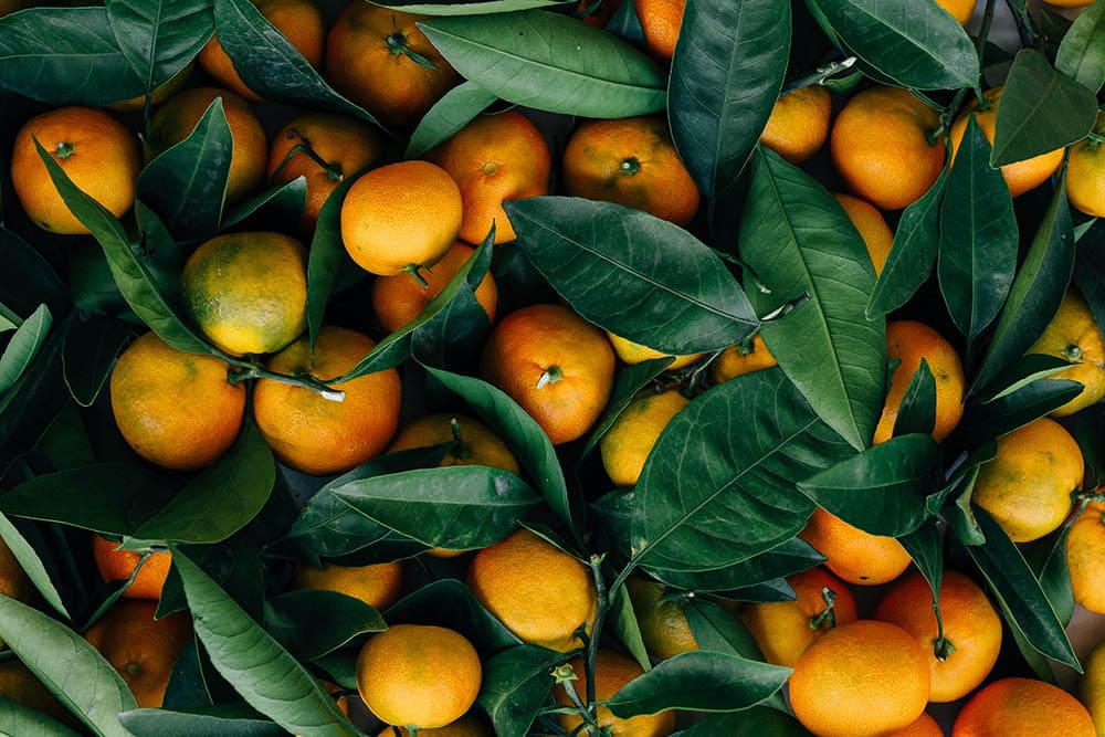 orange harvest_Erol Ahmed_Unsplash