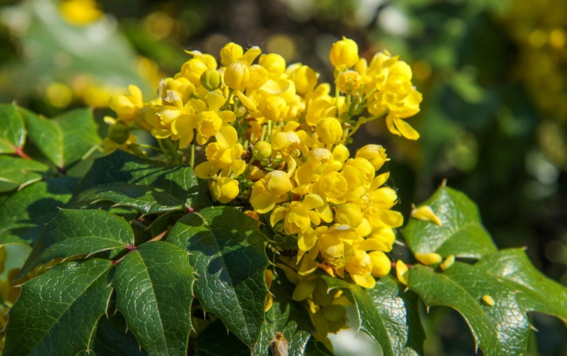 oregon grape