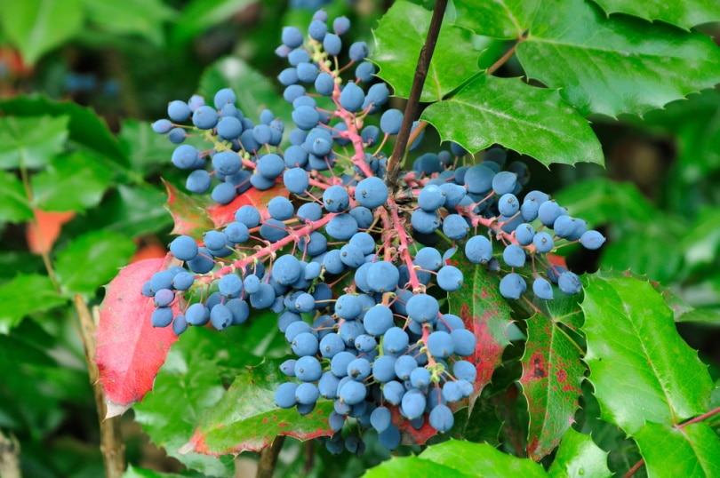 oregon grape