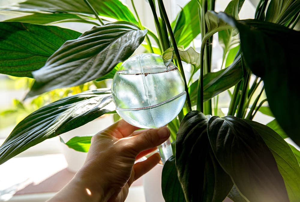 person inserting watering globe to a pot