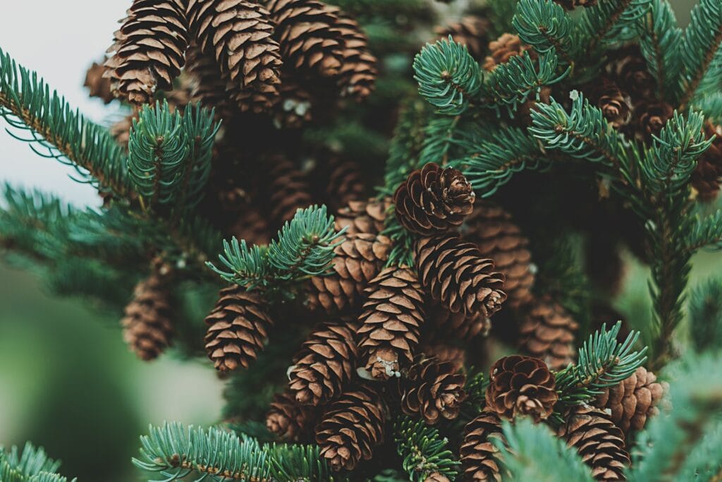 pine cone