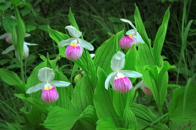 pink and white lady's slipper