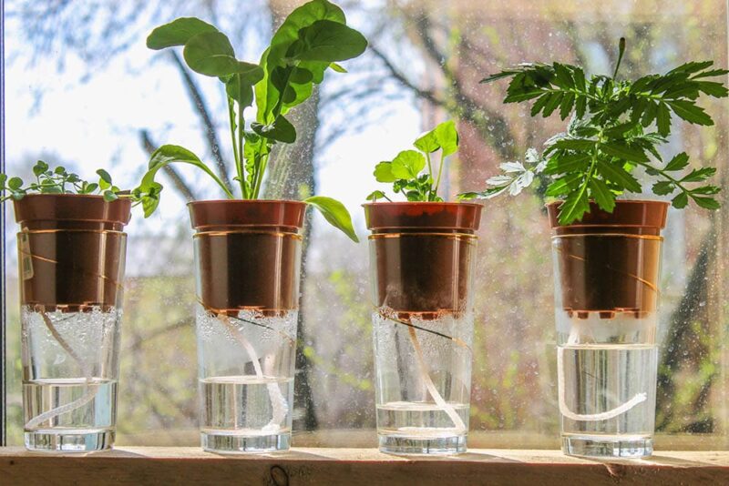 plants on self watering pots