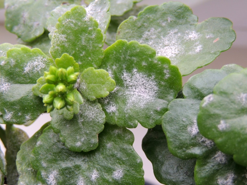 plants with white molds