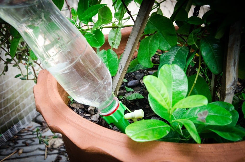 plastic bottle watering plants