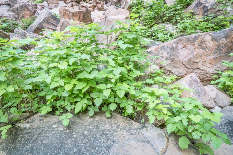 poison ivy growing on rocks