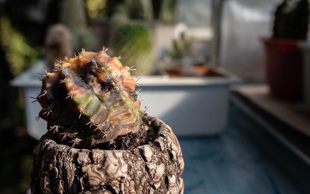 potted cactus rotting