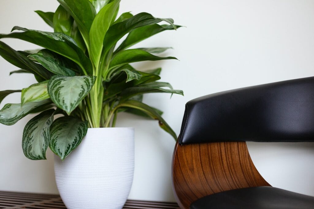 potted plant
